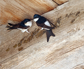 Discussion de 2 hirondelles © helenedevun