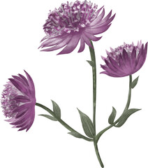 vector illustration of purple chrysanthemum flower, beautiful floral on white