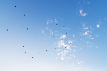 Flock of flying birds over a heavenly blue sky with fluffy clouds.