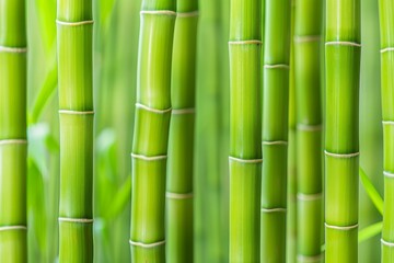 Detailed close up of vibrant green bamboo stalks showcasing the intricate beauty of nature