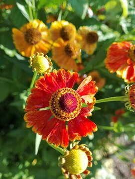 
beautiful and bright flower on the sun