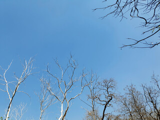 Dry branches and the sky