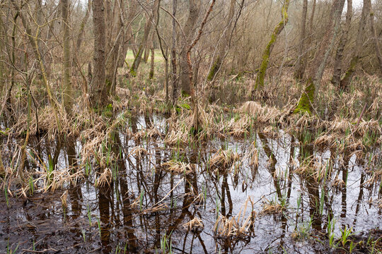 Erlen Bruchwald, Sumpfgebiet, M&uuml;ritz Nationalpark, Mecklenburgische Seenplatte, Mecklenburg, Mecklenburg-Vorpommern, Deutschland, Europa