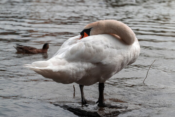 Graceful Swan Preening by the Water&rsquo;s Edge