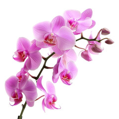 Isolated Pink Orchid Flower Cluster with Transparent Background.