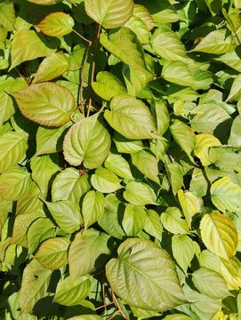 
bright leaves on a hedge