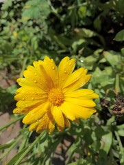 lovely yellow flower with drops of dew