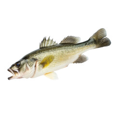 Fototapeta premium Isolated Freshwater Bass Fish with Clear Transparent Background.