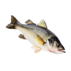 Fototapeta premium Isolated Sea Bass Fish with Detailed Features and Clear Texture.