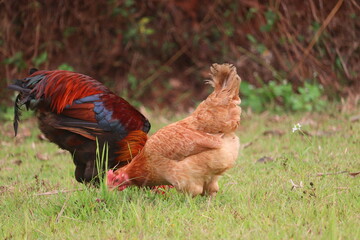 Indian red cock - view of Indian red headed cock and hen standing in green background fields and grazing