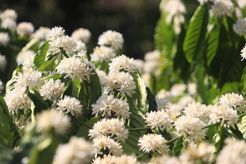 A very close up view of Indian Robusta coffee flowers with background blur found in Karnataka.
