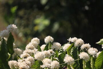 A very close up view of Indian Robusta coffee flowers with background blur found in Karnataka.