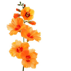 Isolated Orange Snapdragon Flower with Multiple Blooms and Buds.
