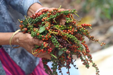 closeup view of green ripen pepper already picked and holding in hand from the bag.