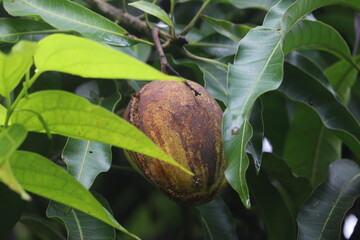 Rotten Indian mango - close up view of rotten Indian mango with flies seen around.