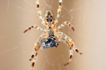 Nahaufnahme Kreuzspinne Araneus mit Beute im Netz