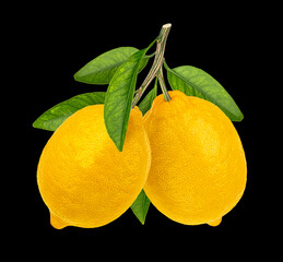 Branch with lemon fruits on black background, full depth of field