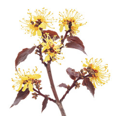 Fototapeta premium Isolated Branch of Witch Hazel Flowering with Yellow Blooms.