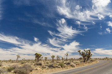 Joshua Tree National Park