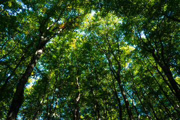 Green leaf blurred background. Bokeh nature background. Green leaf in forest. Leaves blurred backdrop. Bokeh green background. Leaves plants blurred backdrop.