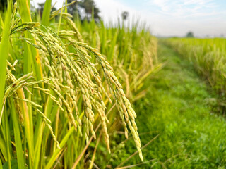Closeup and macro view of yellow rice plants and ears of rice ready for harvest in a mature rice fields with walk way on sunset sky and blurred background.