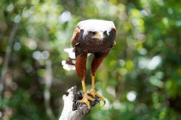 Closeup and front view of Haris's Hawk on timber and blurred of natural forest background. Haris's Hawk is a medium-large bird of prey that breeds from the southwestern United States south to Chile,