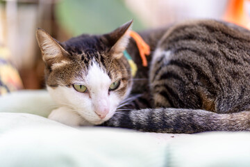 Closeup adorable white face cat rest and relaxing on white  fluffy towel on blurred background.