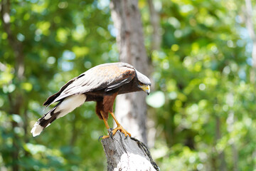 Closeup and side view of Haris's Hawk on timber and blurred of natural forest background. Haris's Hawk is a medium-large bird of prey that breeds from the southwestern United States south to Chile,
