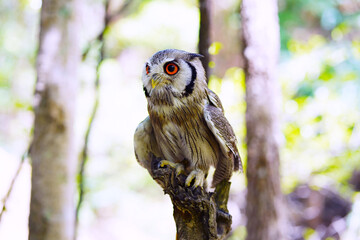 Portrait of the northern white face owl with red big eyes standing on timber and natural forest background. The northern white-faced owl is found in a band across Africa between the Sahara and Equator