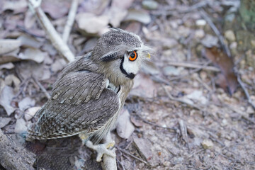 Closeup and portrait of the northern white face owl with red big eyes stand on forest grounds. The northern white-faced owl is found in a band across Africa between the Sahara and the Equator.