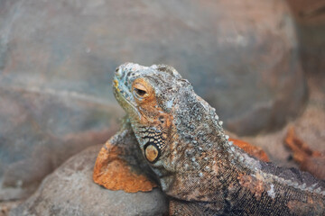 A close up view of a lizard comfortably laying on a rock surface