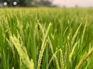 Closeup and macro view of yellow rice plants and ears of rice ready for harvest in a mature rice fields on sunset sky and blurred background.