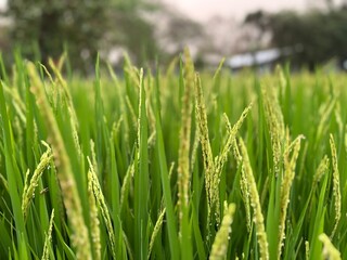 Closeup and macro view of yellow rice plants and ears of rice ready for harvest in a mature rice fields on sunset sky and blurred background.