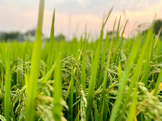 Closeup and crop of yellow rice plants and ears of rice ready for harvest in a mature rice fields on sunset sky and blurred background.