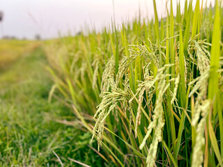Closeup and crop view of yellow rice plants and ears of rice ready for harvest in a mature rice fields with walk way on sunset sky and blurred background.