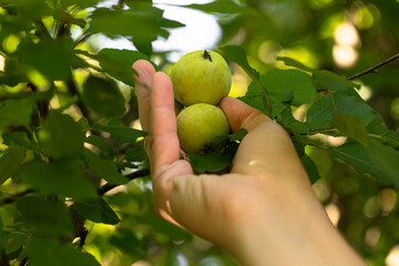 apple harvest, a farmer's hand picks apples from the branches of an apple tree, green apples