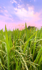 Closeup and macro view of yellow rice plants and ears of rice ready for harvest in a mature rice fields on sunset sky and blurred background.