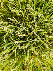 Closeup and top view of yellow rice plants and ears of rice ready for harvest in a mature rice fields.