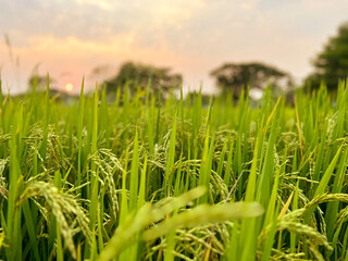 Closeup and crop of yellow rice plants and ears of rice ready for harvest in a mature rice fields on sunset sky and blurred background.