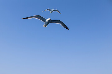 Obraz premium Tow Seagull gull flying, Blue sky. Overcoming adversity