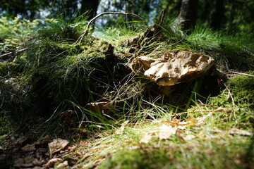 Forest Mushroom Details