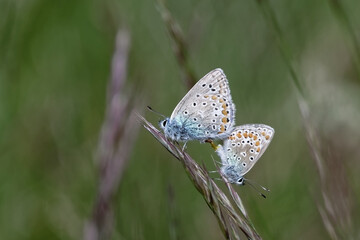 Argus bleu - Azuré commun - Azuré de la Bugrane - Petit Bleu commun - Polyommatus icarus