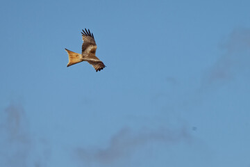 Milan royal - Milvus milvus - rapaces