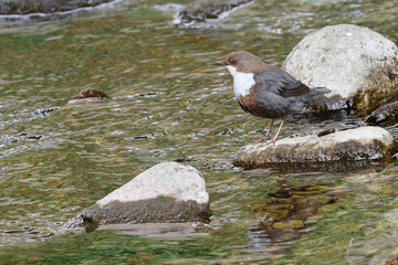 Cincle plongeur - Cinclus cinclus - passereaux