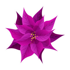 Poinsettia plant illustration, Christmas star on the white background