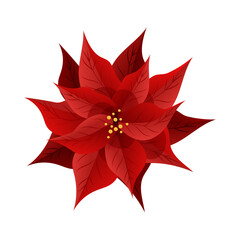 Poinsettia plant illustration, Christmas star on white background