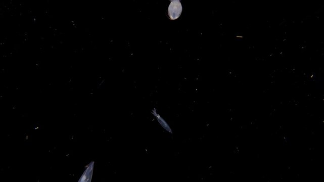 Two Inshore Squid (Doryteuthis sp.) swimming in the blackwater .