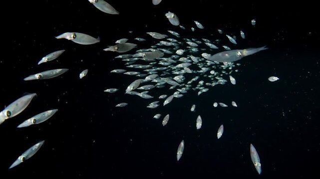 Closeup of a squad of Inshore Squid (Doryteuthis sp.) swimming away from the camera, in a group, in the blackwater.