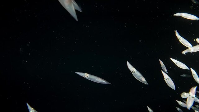 A squad of Inshore Squid (Doryteuthis sp.) swimming in a group in the blackwater. One of the squid inks.