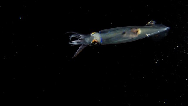 Closeup of a Single Inshore Squid (Doryteuthis sp.) swimming in the blackwater.